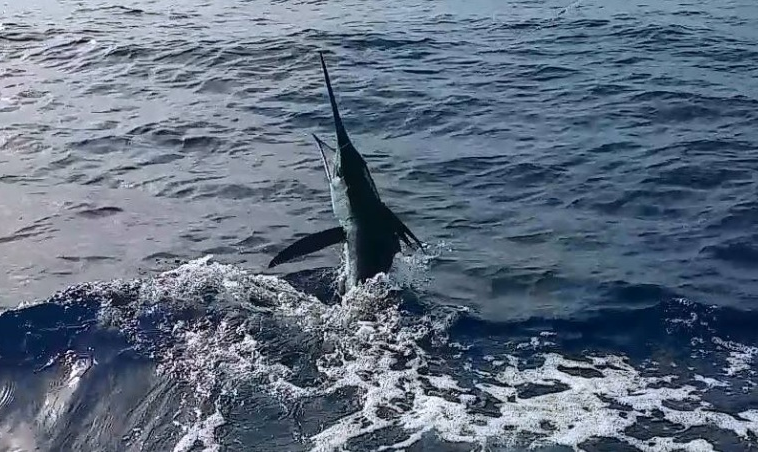 Torneo al Marlin Blanco arranca este miércoles en Cabeza de Toro